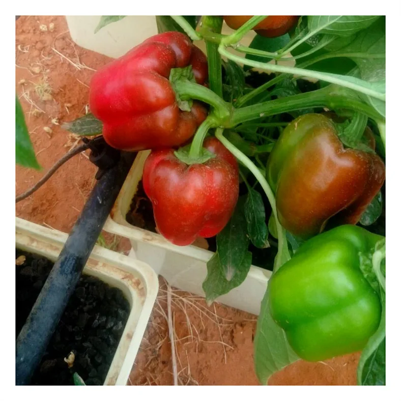 2023 All Season Planting Pot System Perlite Growing Soilness Culture Tomatoes For Cultivators