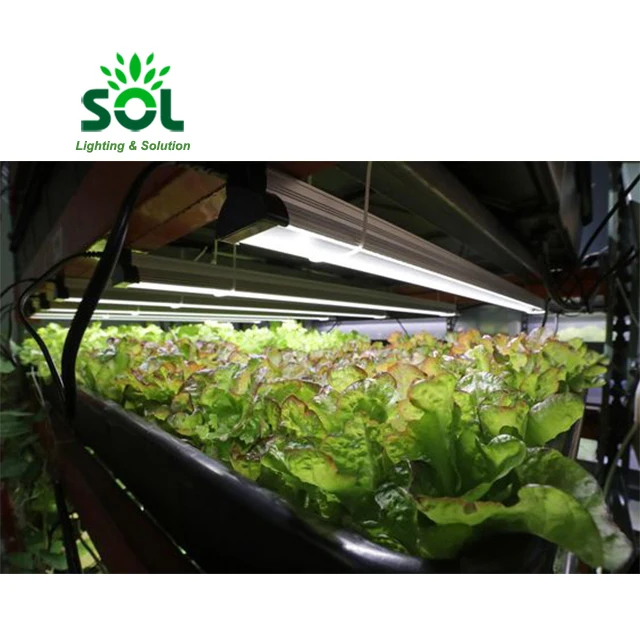 Customize 3W 5W 7W 9W DC 24V Cob Fluence Strip Led Grow Light Modules