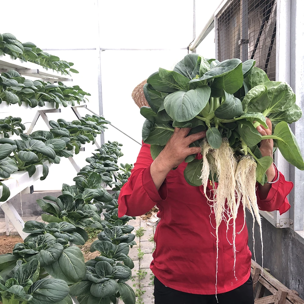 Garden Supplier seed cubes hydroponic foam  seed cultivation media cubes square