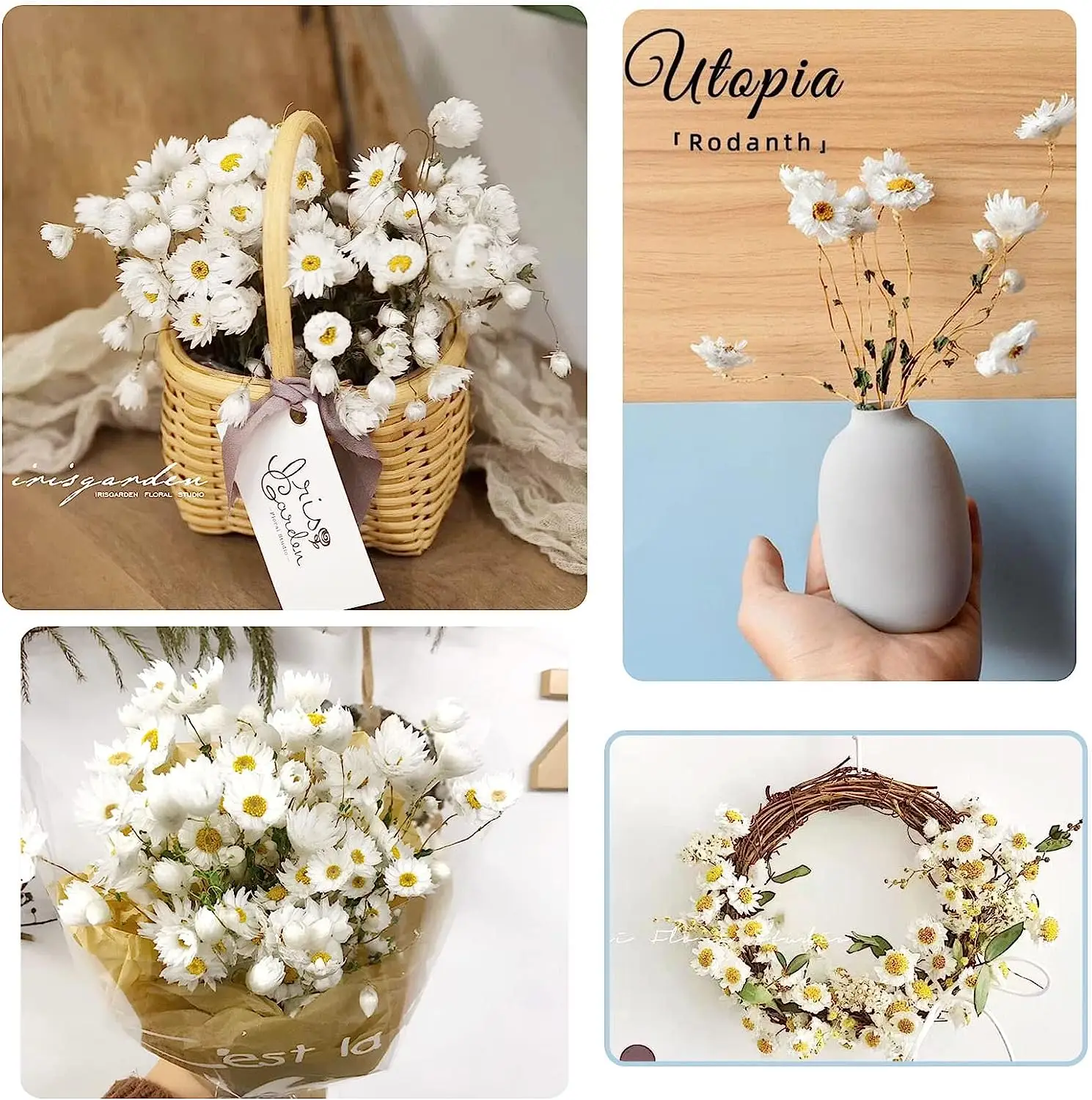 Dried Daisy White Flowers Real Chrysanthemum Rhodanthe Daisies Flower Head Length 17' Gerber Daisies for vase Bouquet