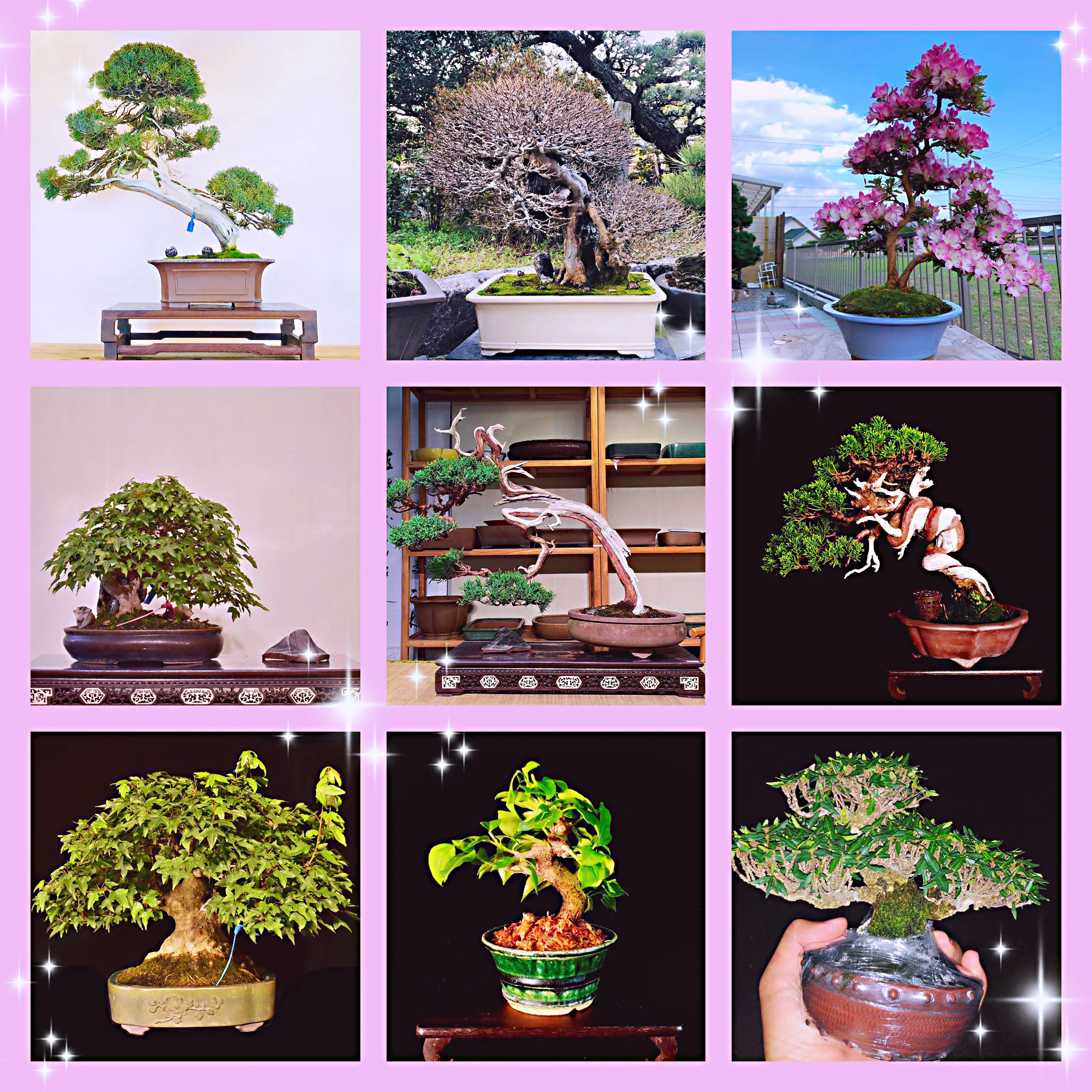 
Home And Garden Wholesale High Quality Live Real Bonsai Japanese Tree 