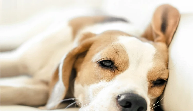 100% Cotton Absorbent Disposable Puppy Pee Pads Dog Training Pad