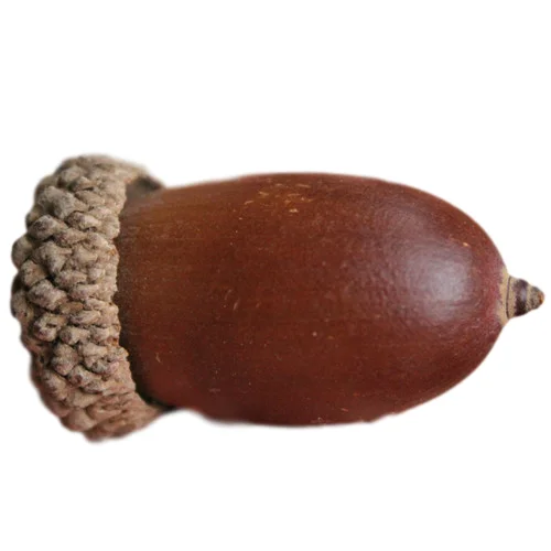 Dry Flowers  Big Acorn for Handmade DIY Material  Christmas Tree Hanging Decoration and Interior Hanging Decoration