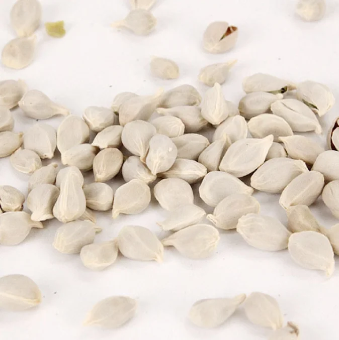 
Dry natural raw whole Tangerine Seed for planting 