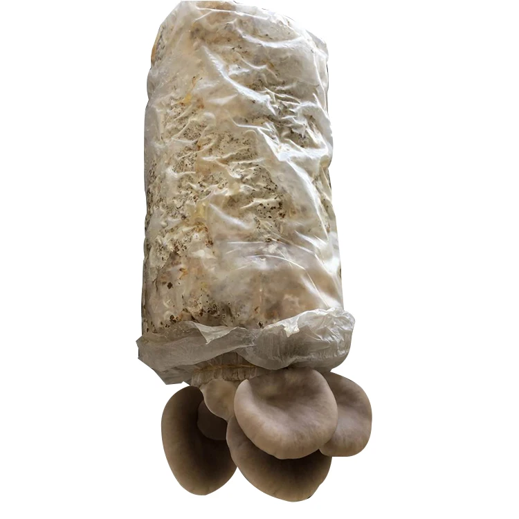 
Cultivating White King Oyster Mushroom Spawn Price 