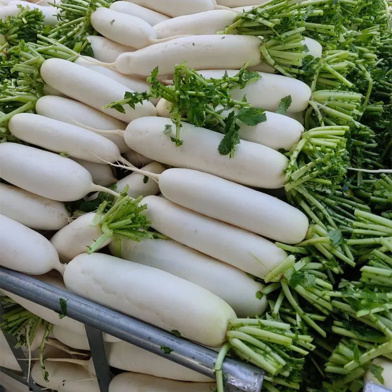 china new season fresh White radish S 500-750G M 750-1000G L 1000-1300G supplying