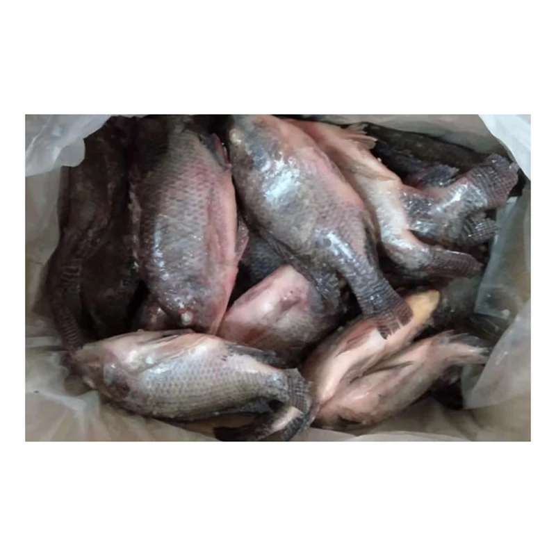 
Wholesale Whole Round Sea Farming Live Florida Tilapia Fish Frozen Tilapia 