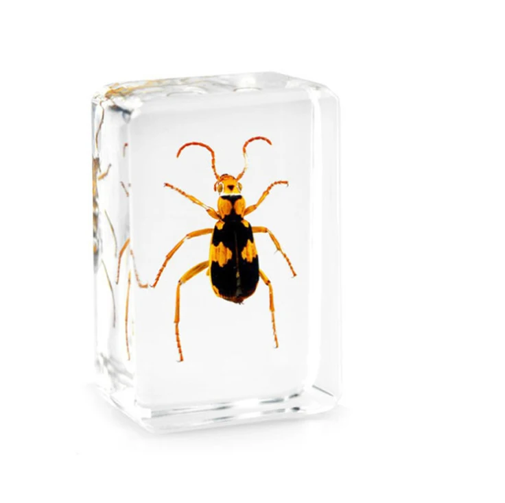 Biology Anatomy Education Used Insect Specimen Resin Paperweight As Educational Gift