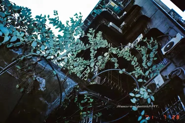 18 sheets of VIBE have been de-carbonized C41 film Reel ISO400 135 color film December 2025