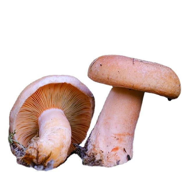 China Finc fresh mushrooms  Lactarius Deliciosus rare edible matsutake  mushroom