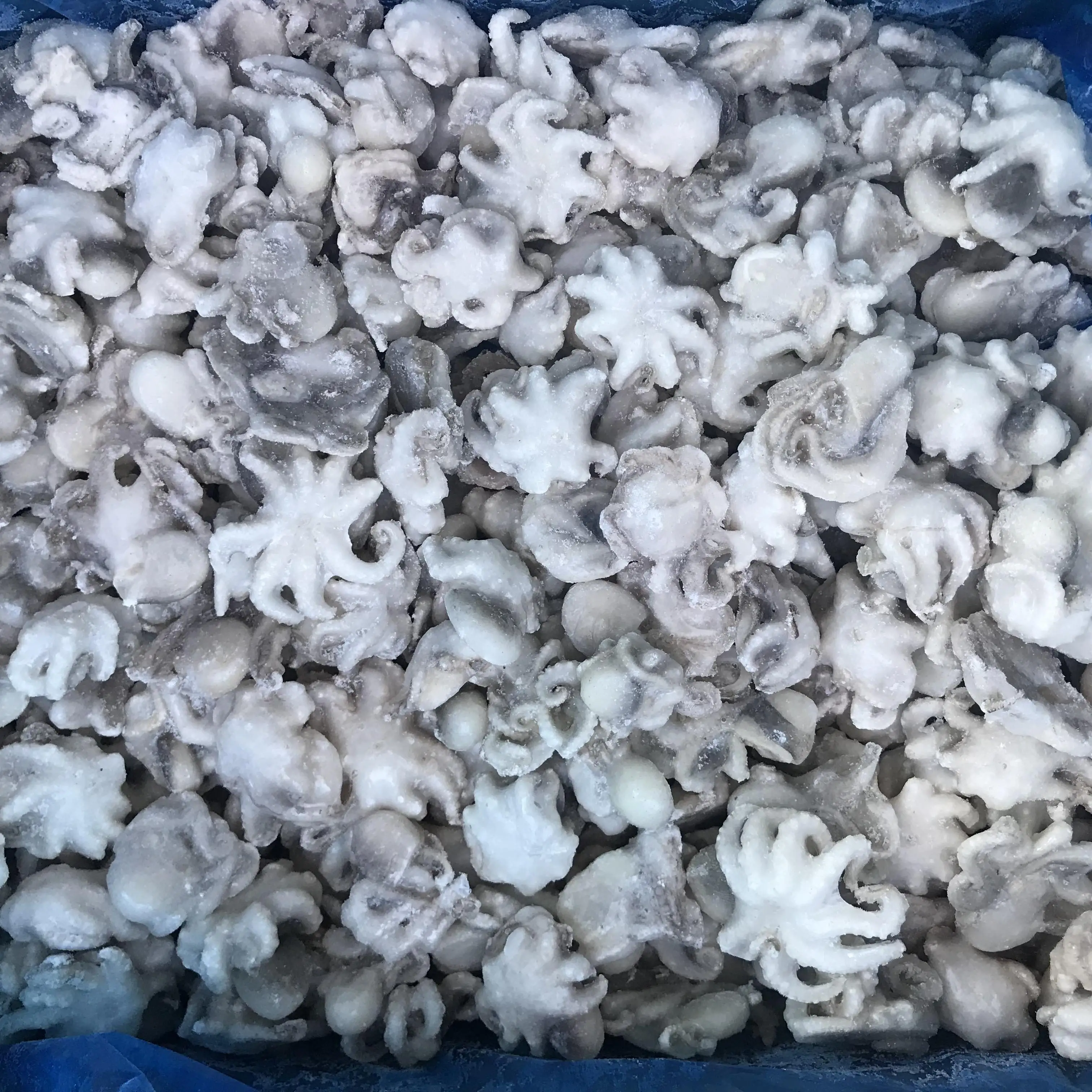 
Frozen Octopus For Sale Small Octopus 