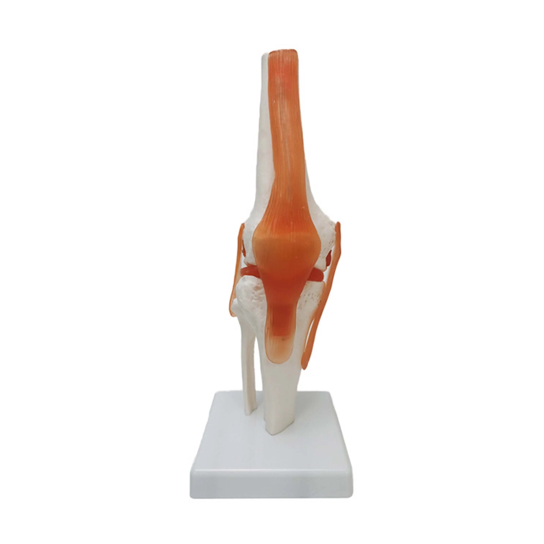 Hot Sale Medical Science Anatomy Model Human Skeleton Model Knee Joint Skeleton Model