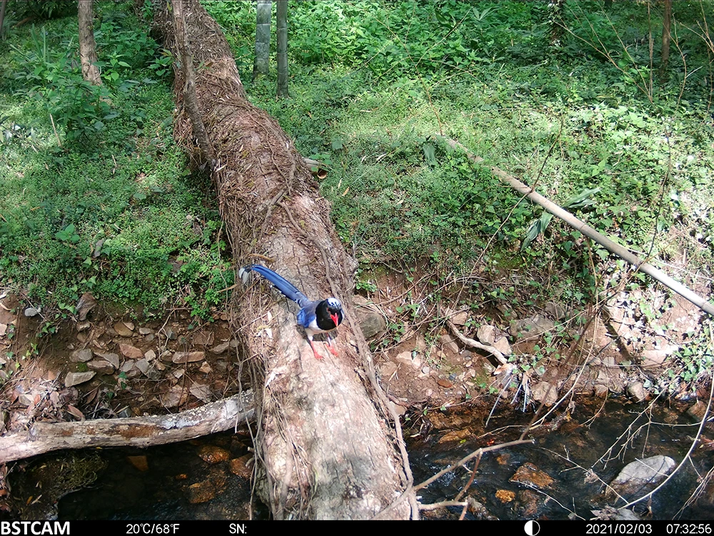 IMAG0213 BST886 wildkamera