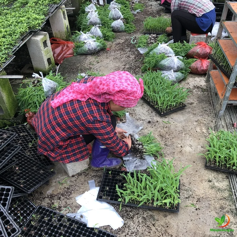 32 50 72 105 128 200 288 cells seed plant tray for tomato ,cabbage ,capsicum ,cauliflower