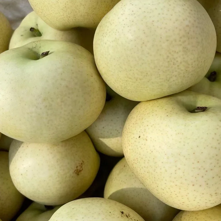 New crop  fresh white pear 9kg carton
