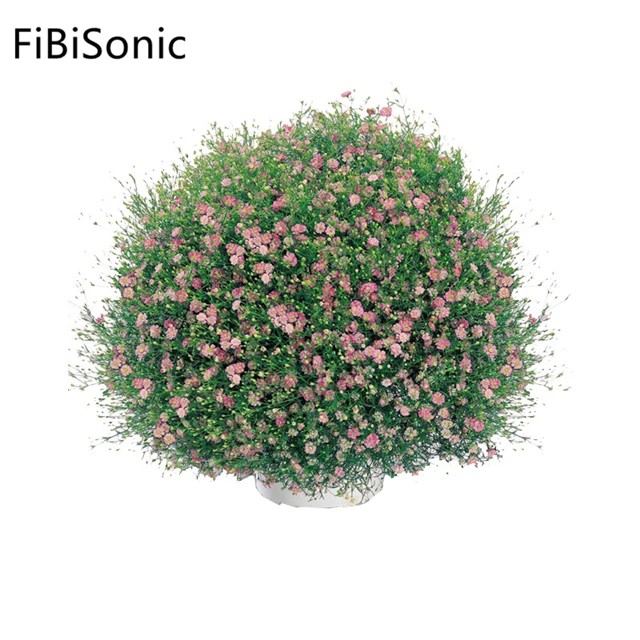 FiBiSonic 500 г/пакет Gypsophila Семена комнатных цветов в горшке семена домашнего садоводства