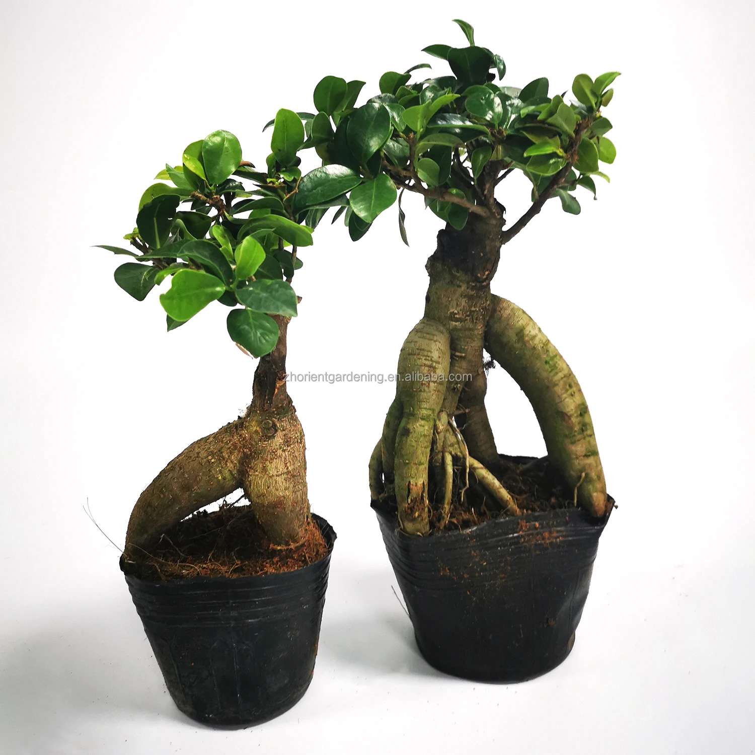 
Комнатное декоративное растение Фикус женьшеня microcarpa по заводской цене 