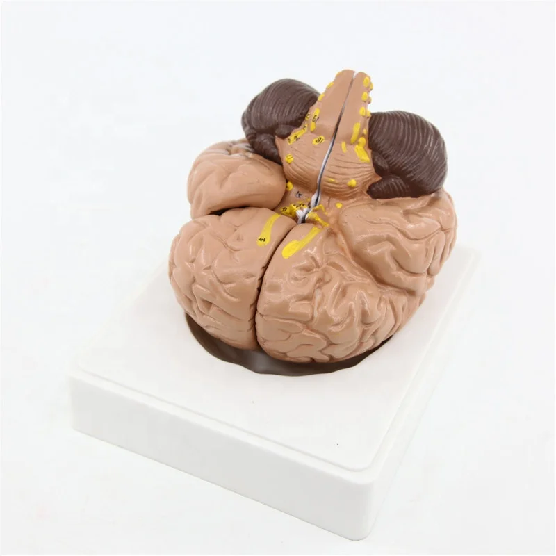 Advanced PVC human brain model teaching model
