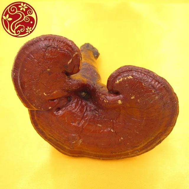 
Lucid Ganoderma Ling Zhi Whole 