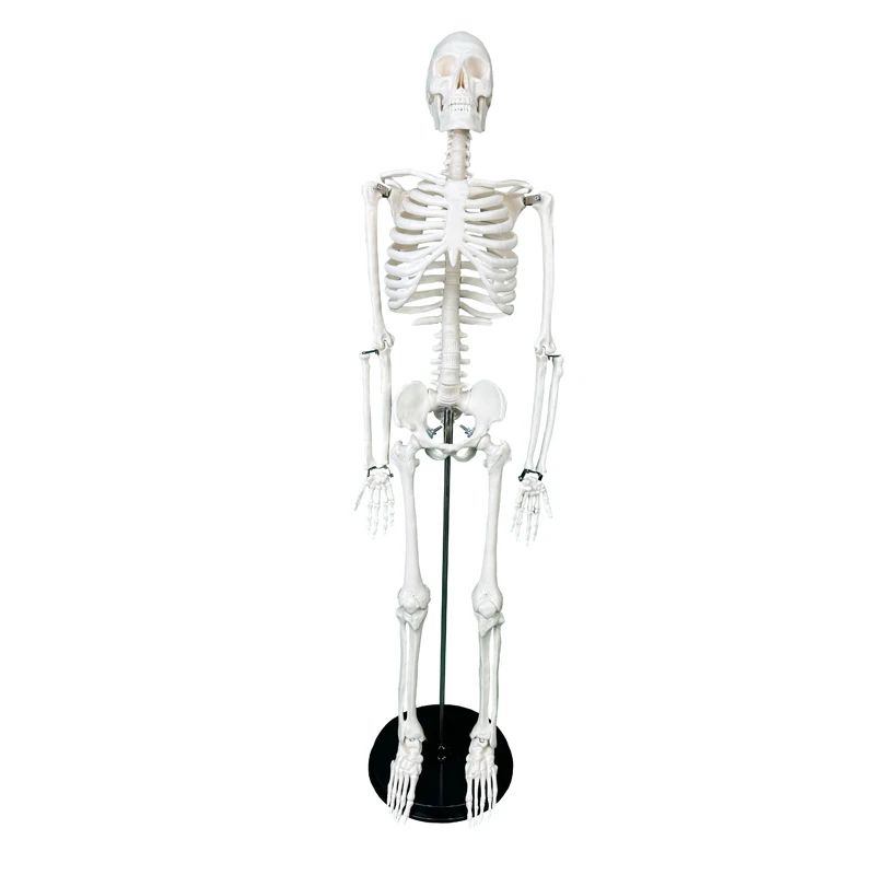 Medical Human skeleton Model