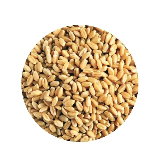 
Wholesale bulk wheat grain agricultural crop in big bags 