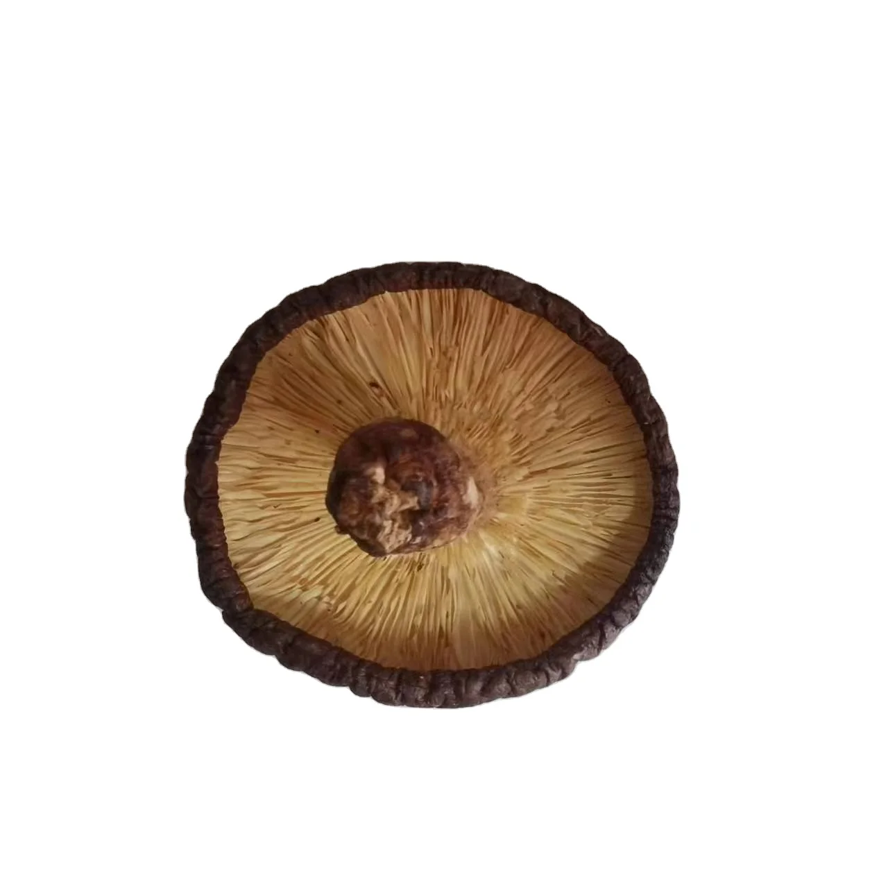 3-4cm organic mushroom green shiitake mushroom for dish dried shiitake mushroom