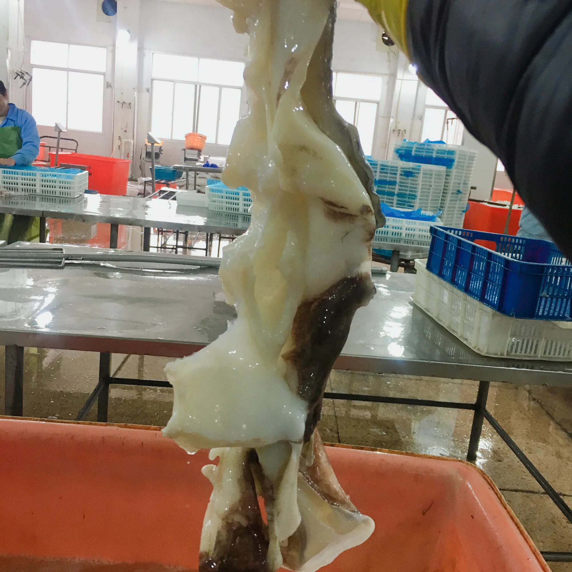 
Frozen Peru Giant Squid Neck Indian Ocean Squid Neck The Butterfly Shape 