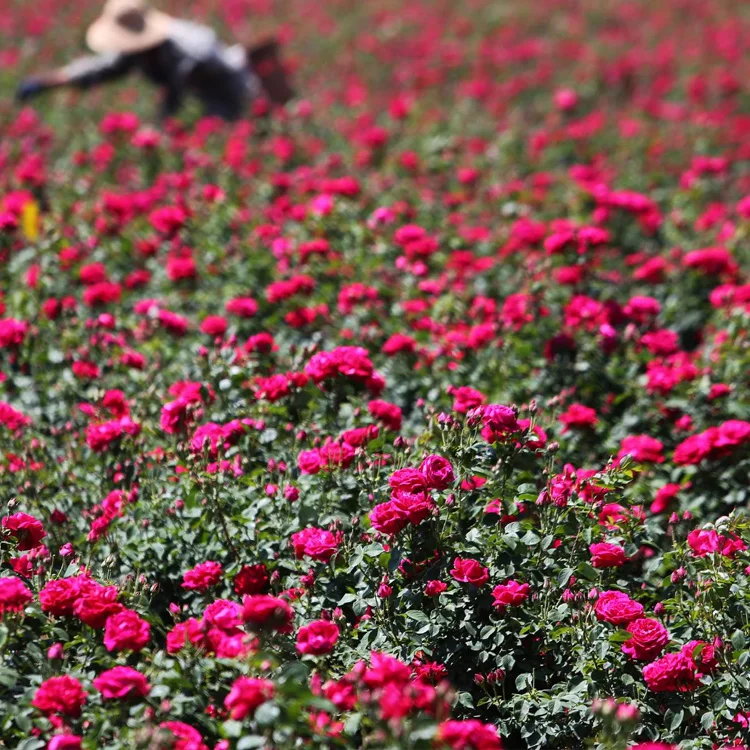 
Private Label aromatic young living massage oil blend rose relaxing Oil 