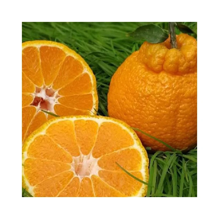 Сезонный китайский сладкий свежий Мандариновый Апельсин/мандарин