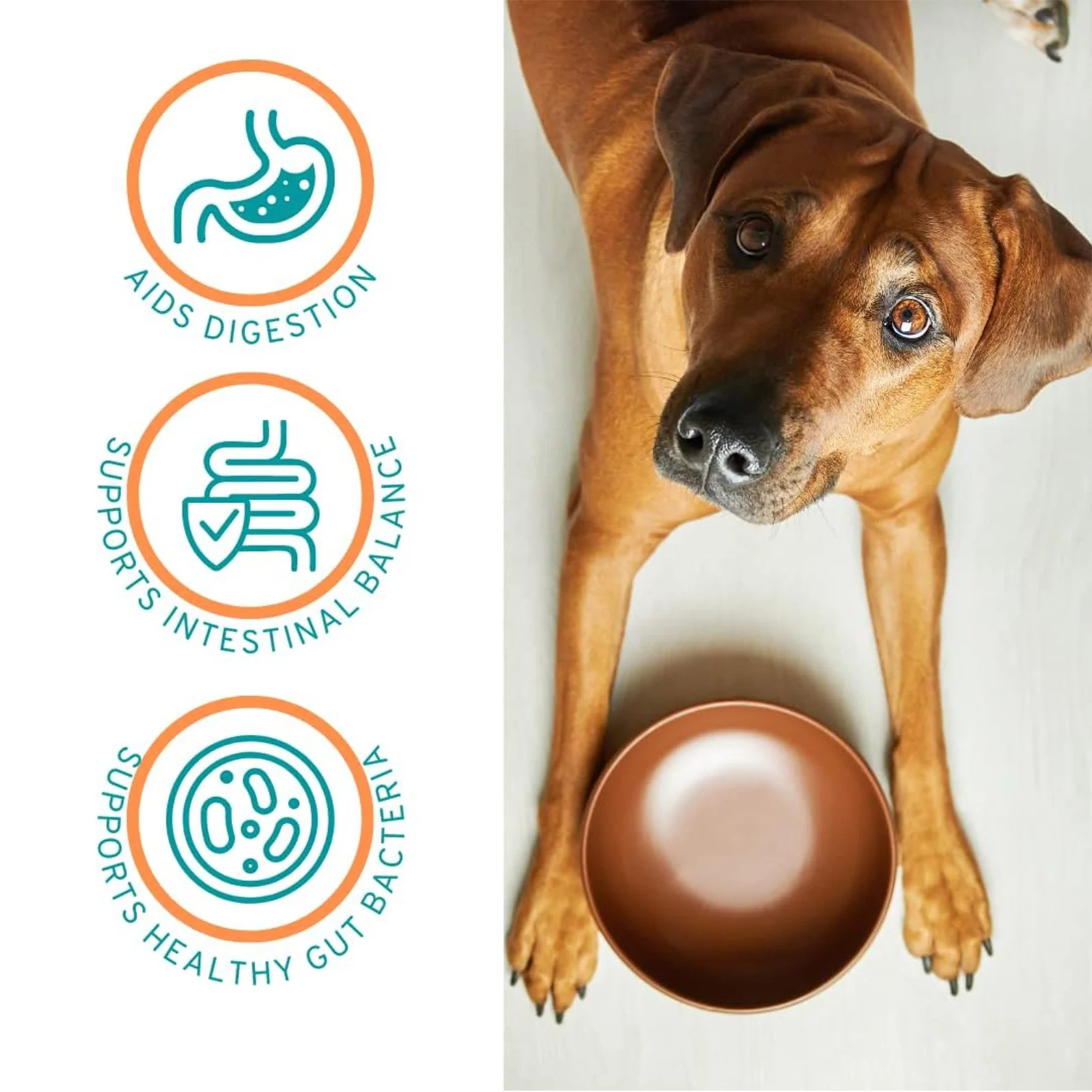 Hanyun Wholesale Private Label Probiotic Powder Digestive Health Supplement Pet Supplements Probiotics for dogs Beef flavor