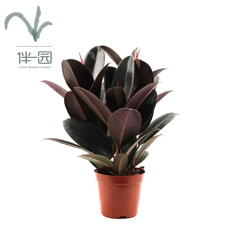 
Фикус Резина 