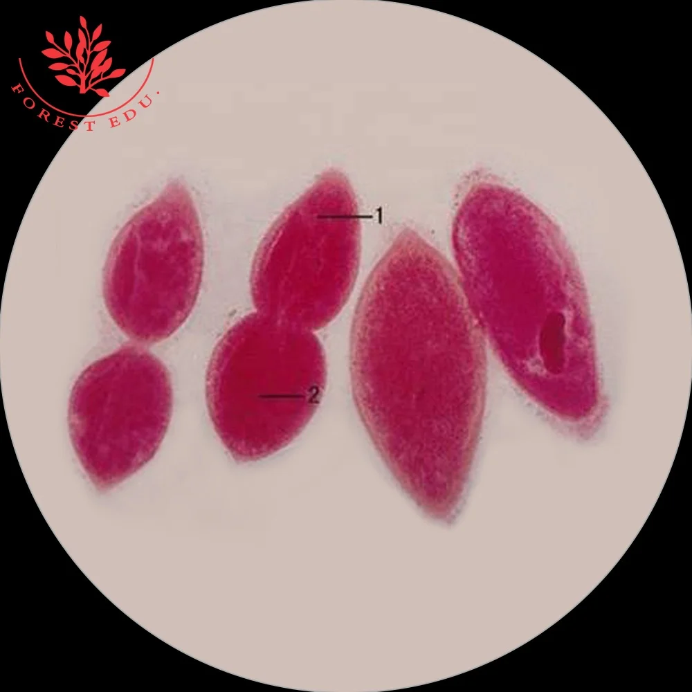  Paramecium хвостатое ядро микроскоп подготовлены шлепанцы без задника с открытыми