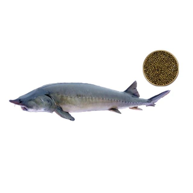 Мясо осетрА замороженная рыба мясо