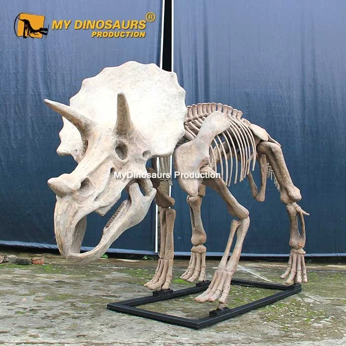 MyDino DS2801 Triceratops Skeleton Dinosaur Fossil