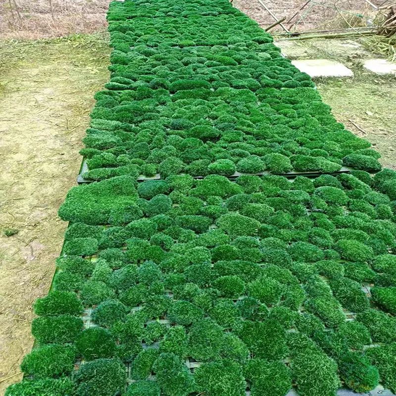 EG-V035 High Quality Bulk Materials Real Natural Soft Everlasting Preserved Moss Spanish Moss Caribbean Sea Moss
