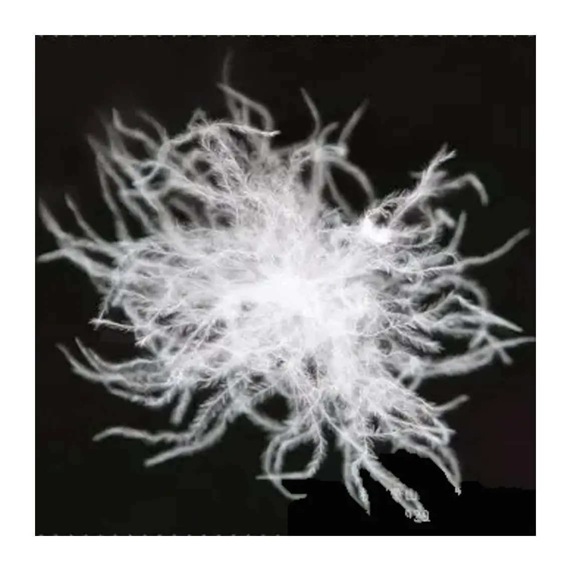 Good Price High Content  Washed down filling Warm High Filling Power White Goose Down  Down Light Jacket Goose  850 Fill