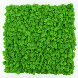 Wholesale Best Quality preserved reindeer moss for wall decoration light green 50cm preserved moss panel