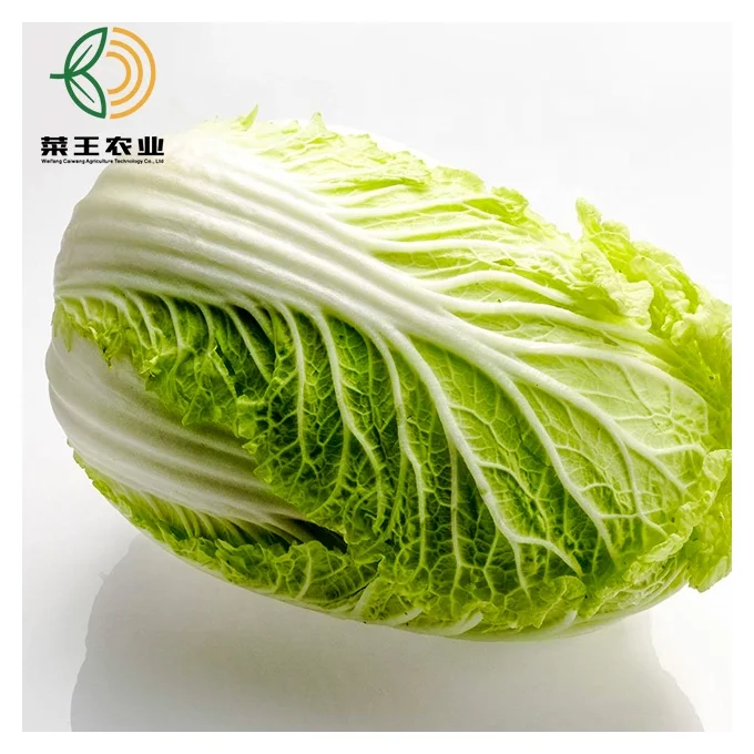 
Cheap Price Wholesale New Crop Fresh Chinese Cabbages Material for Pickled Cabbage 