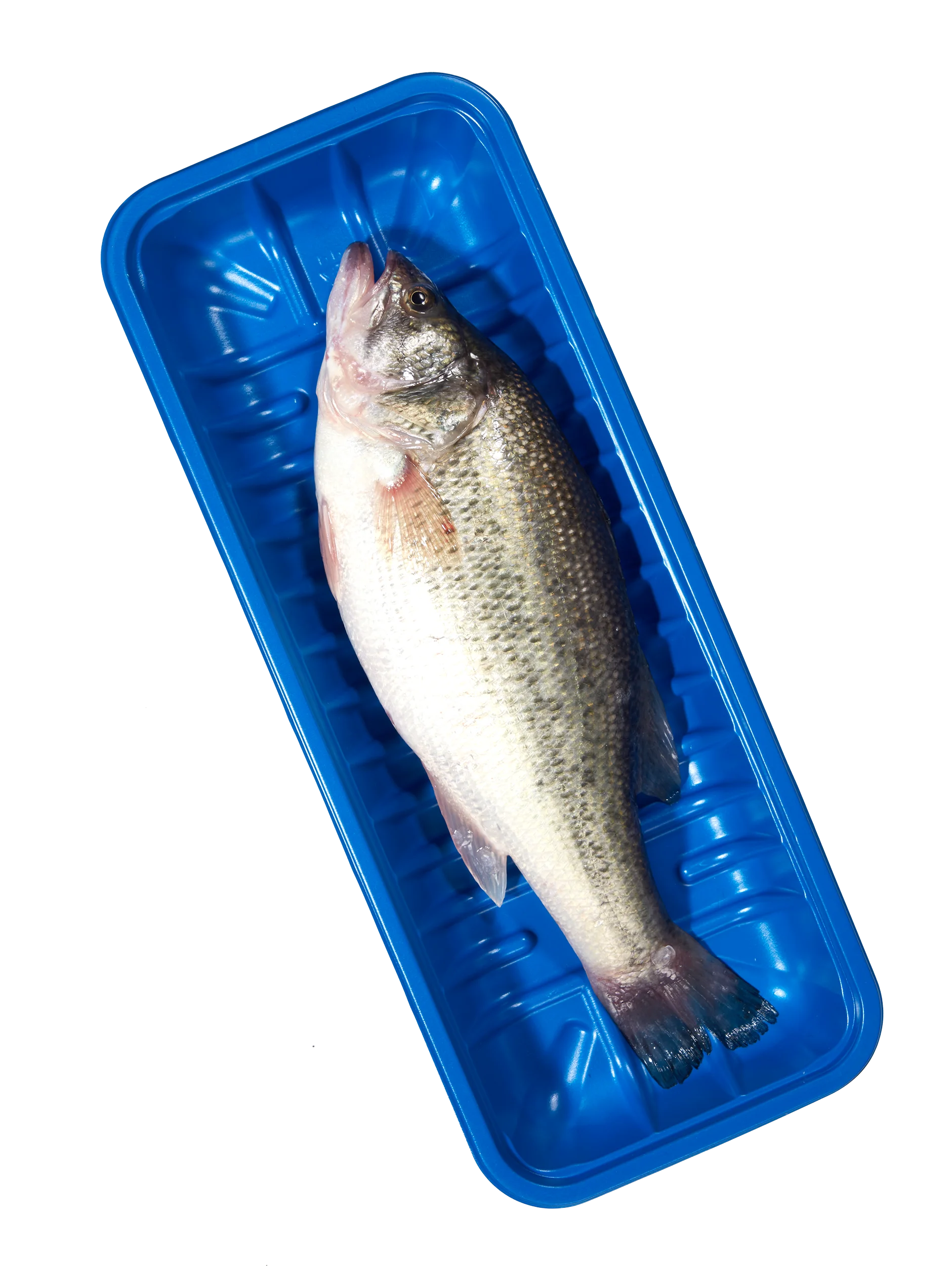 Blue color Blister PP Plastic Packaging Disposable Packing Fish Display fresh-keeping blister packaging Meat Tray