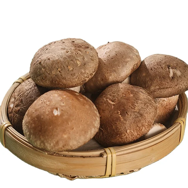 China Finc fresh shiitake mushroom cultivation agrocyber aegerita mushrooms