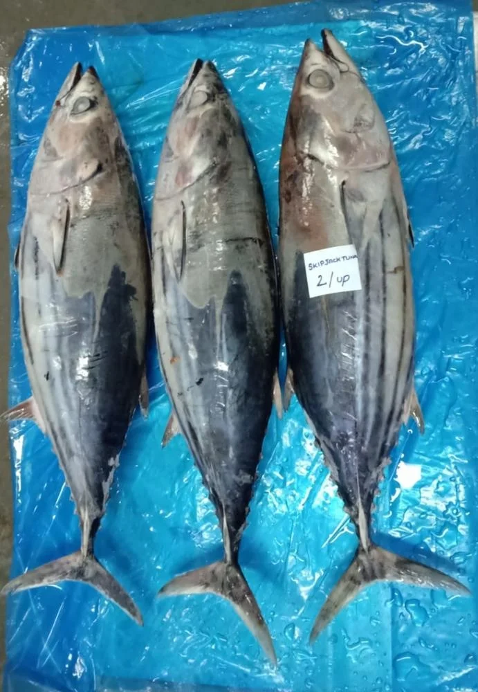 
SKIPJACK TUNA 