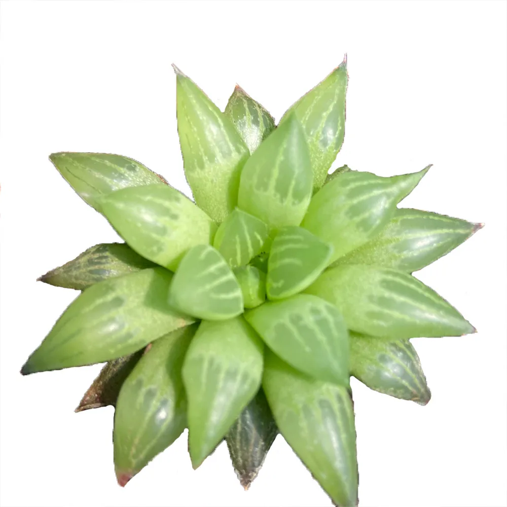 
Manufacturers Supply About7cm Green Living Plants Rea Succulent Plant for Ornamental Bonsai Plants 