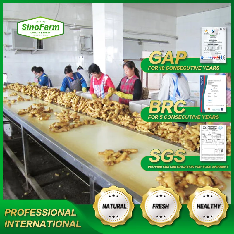 
Fresh yellow elephant ginger price for export to UK 