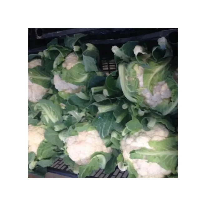 Фирменная этикетка египетского качества, свежие овощи, капуста, брокколи, оптовая продажа