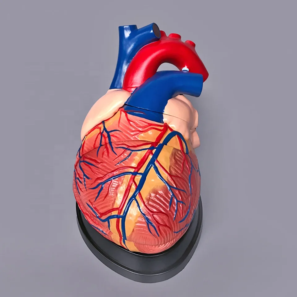 Medical science model Human Heart Model Anatomical enlarged 4 times Model for Science teaching and demonstration