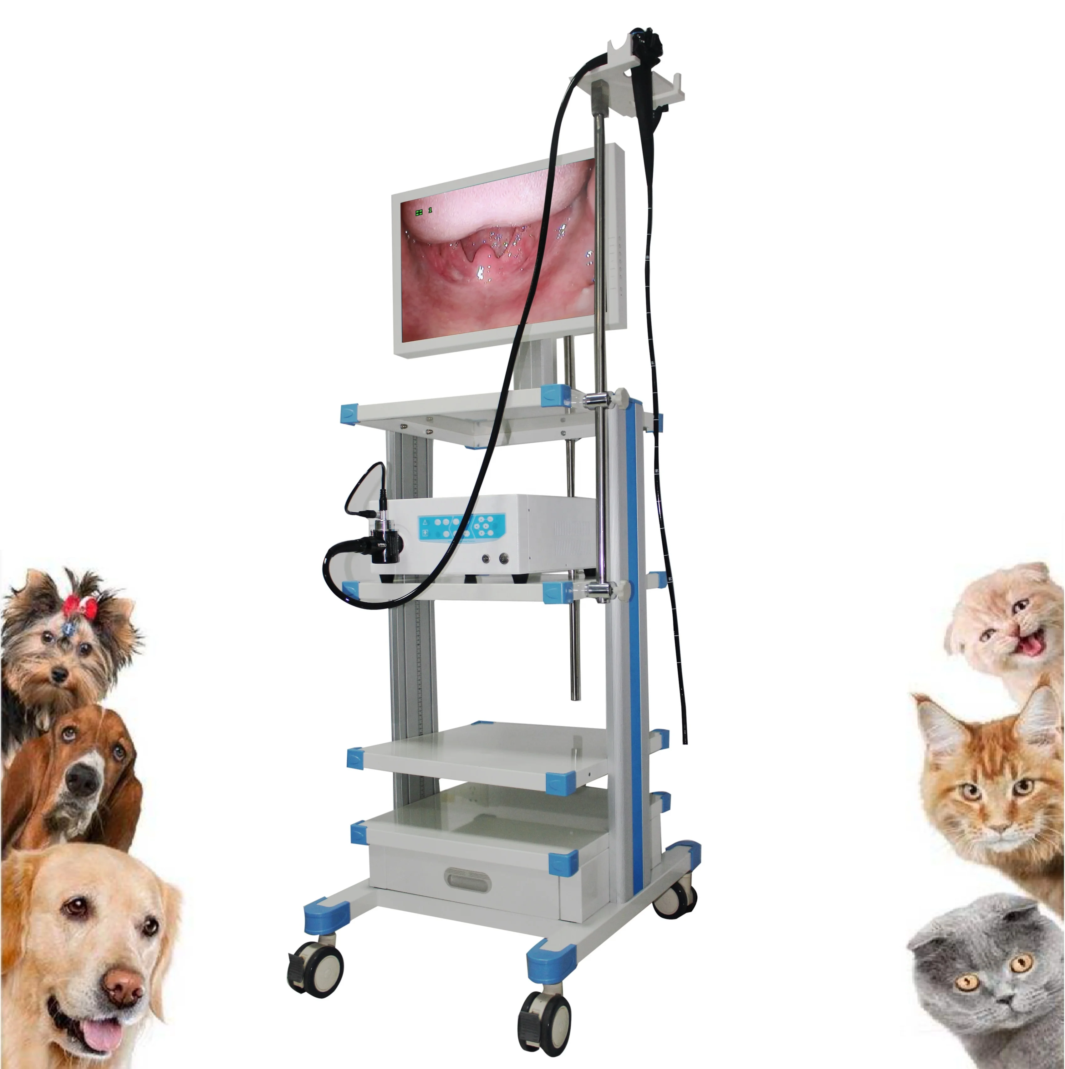 
OJH hotsale clinic use flexible Veterinary gastroscope for pets / animal and hospital 