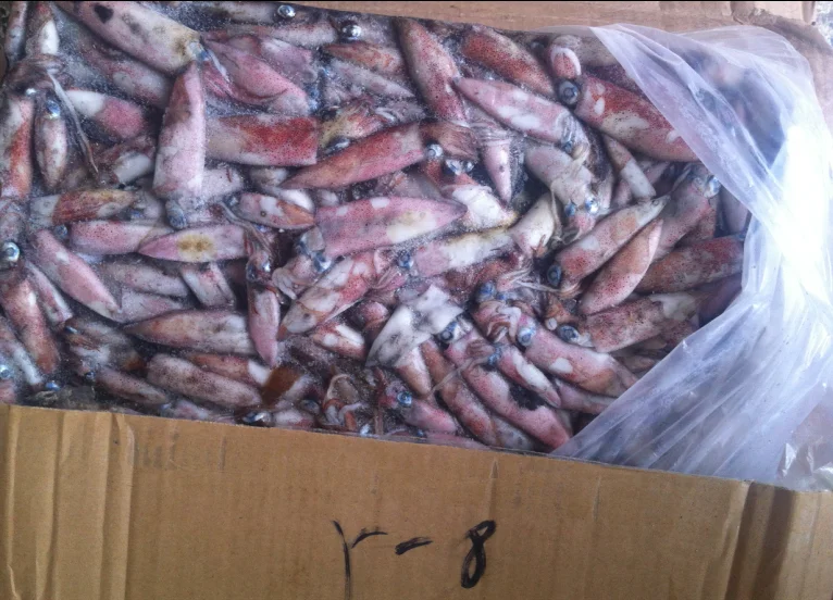 Wholesale Illex Whole Frozen Squid