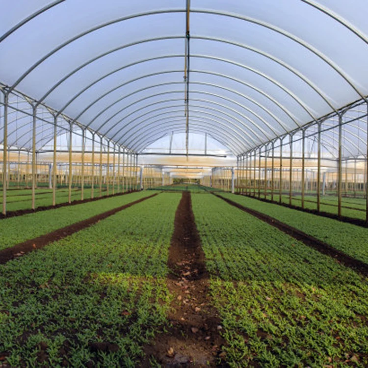 Commercial Tunnel Hydroponic Systems Single-span Greenhouses Equipment For seeding breeding  Single-span Greenhouses