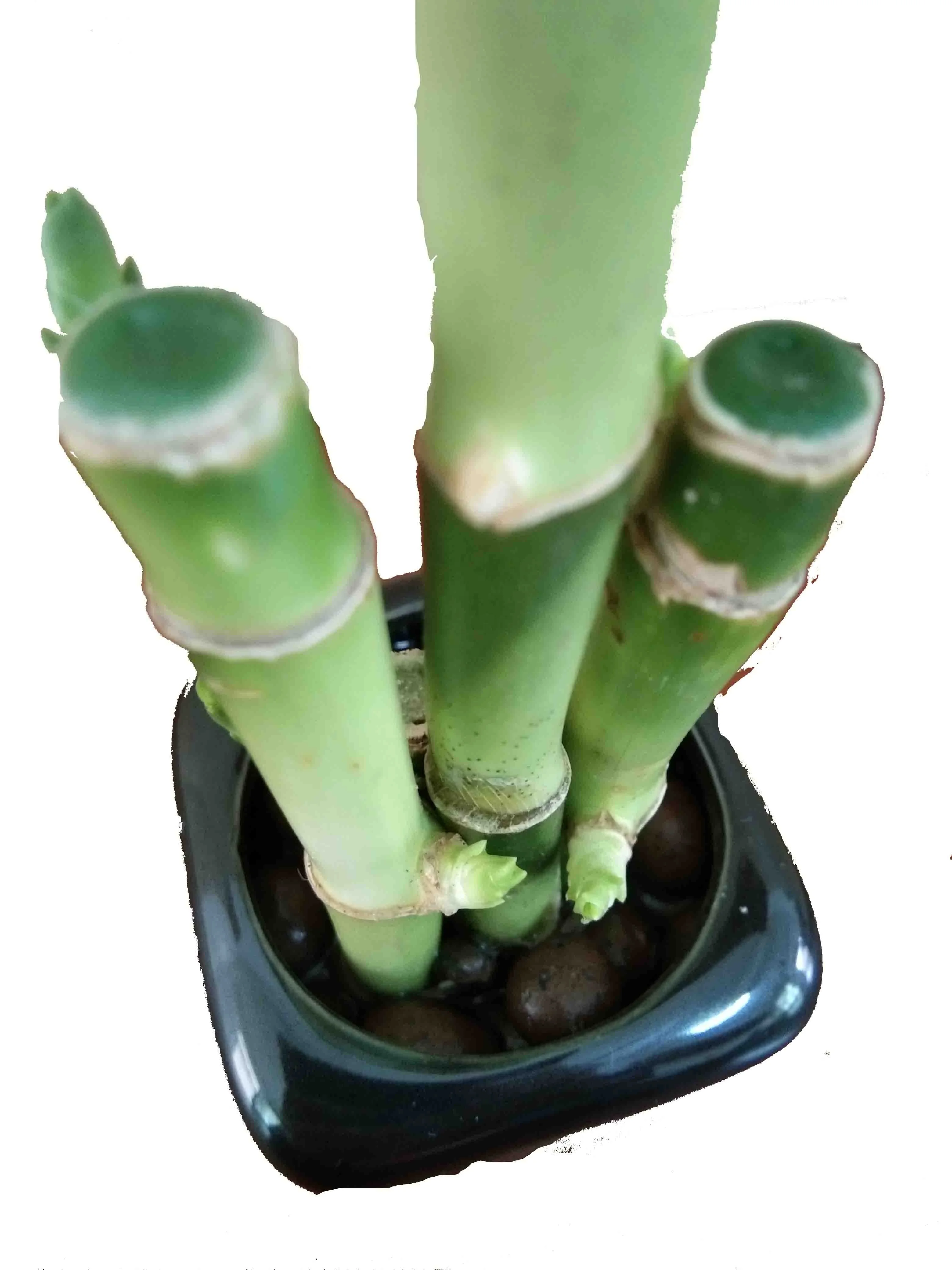 Green lucky bamboo plant 5 in 1 ornamental plantswith good quality Zhanjiang