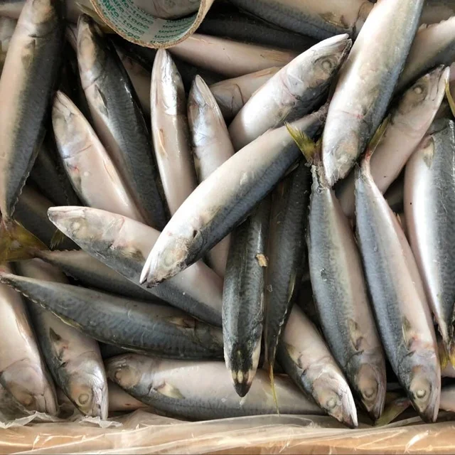 
Hot Sale Frozen Pacific Saury Bulk Mackerel Canned Jack Mackerel Fish For Ghana 